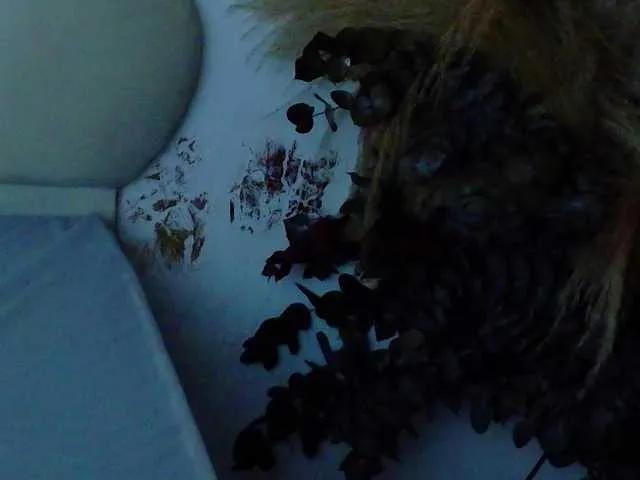 bonieklent on BongaCams