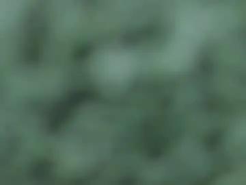 Freechat wild_firee_ on Chaturbate