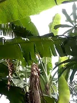 Sherry_she on StripChat